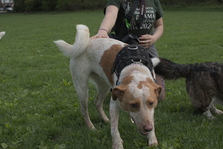 20250510_Dog Park and Cats__DSC0242_.jpg