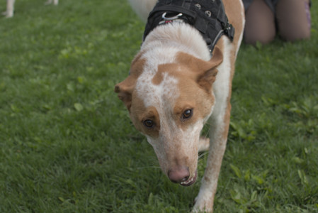 20250510_Dog Park and Cats__DSC0243_.jpg