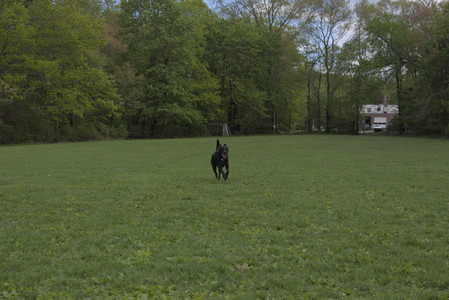20250510_Dog Park and Cats__DSC0252_.jpg