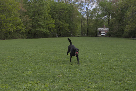 20250510_Dog Park and Cats__DSC0257_.jpg