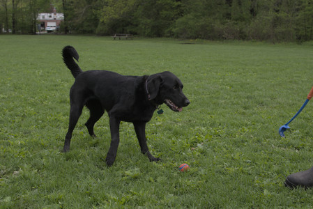 20250510_Dog Park and Cats__DSC0264_.jpg