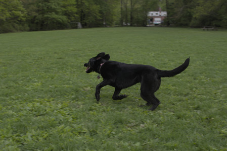 20250510_Dog Park and Cats__DSC0265_.jpg