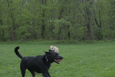 20250510_Dog Park and Cats__DSC0270_.jpg