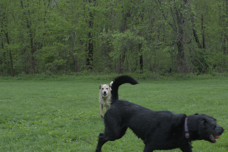 20250510_Dog Park and Cats__DSC0271_.jpg