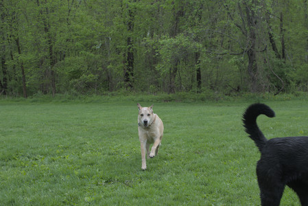 20250510_Dog Park and Cats__DSC0272_.jpg