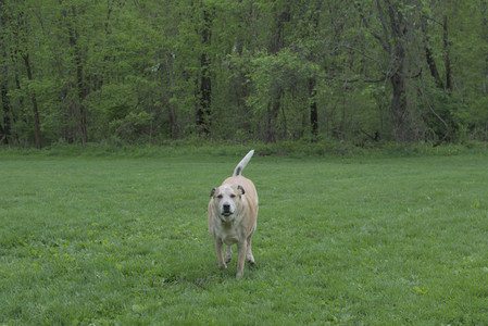 20250510_Dog Park and Cats__DSC0273_.jpg