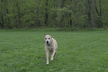 20250510_Dog Park and Cats__DSC0274_.jpg