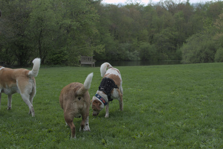 20250510_Dog Park and Cats__DSC0285_.jpg