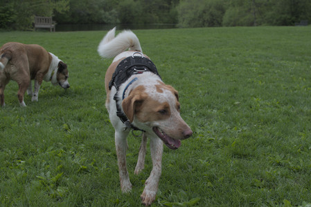 20250510_Dog Park and Cats__DSC0288_.jpg