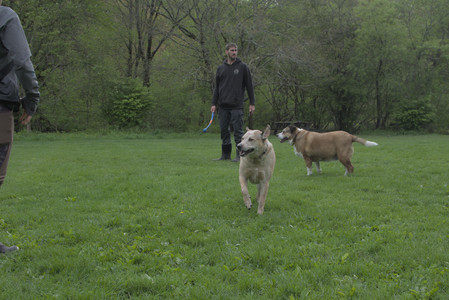 20250510_Dog Park and Cats__DSC0293_.jpg