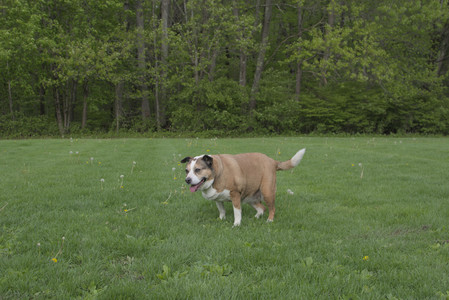 20250510_Dog Park and Cats__DSC0301_.jpg