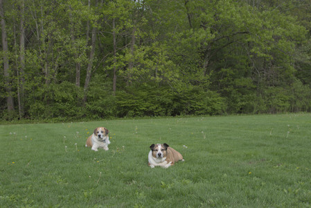 20250510_Dog Park and Cats__DSC0302_.jpg