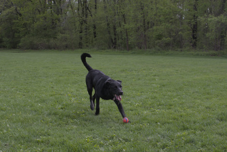 20250510_Dog Park and Cats__DSC0305_.jpg