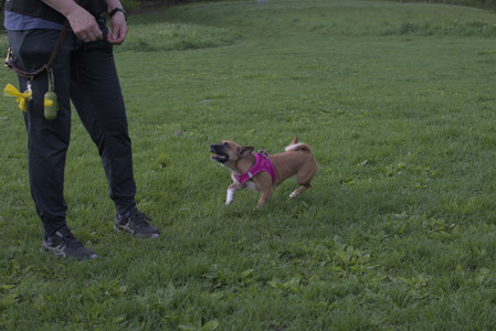 20250510_Dog Park and Cats__DSC0330_.jpg