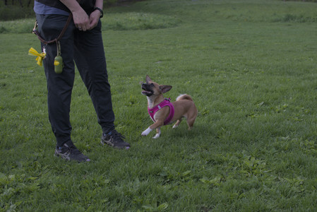 20250510_Dog Park and Cats__DSC0331_.jpg