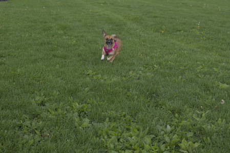 20250510_Dog Park and Cats__DSC0335_.jpg