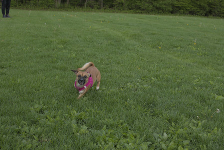 20250510_Dog Park and Cats__DSC0336_.jpg