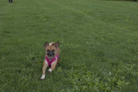 20250510_Dog Park and Cats__DSC0337_.jpg