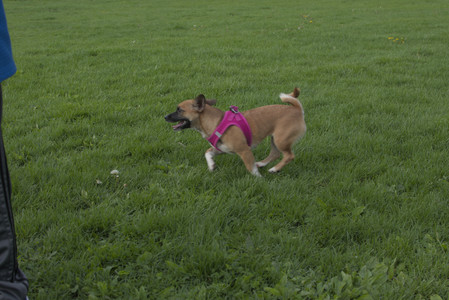 20250510_Dog Park and Cats__DSC0345_.jpg