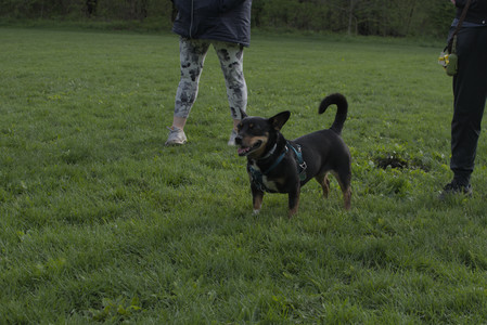 20250510_Dog Park and Cats__DSC0348_.jpg