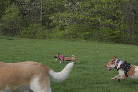 20250510_Dog Park and Cats__DSC0358_.jpg