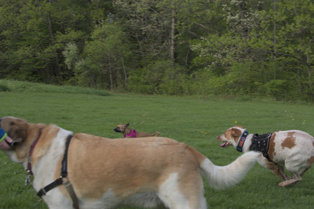 20250510_Dog Park and Cats__DSC0359_.jpg