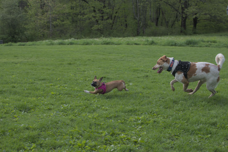 20250510_Dog Park and Cats__DSC0364_.jpg