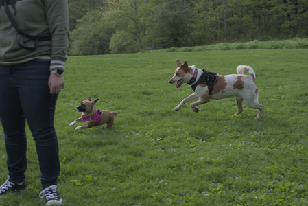 20250510_Dog Park and Cats__DSC0366_.jpg