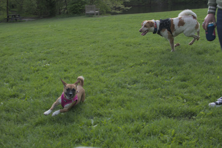20250510_Dog Park and Cats__DSC0369_.jpg