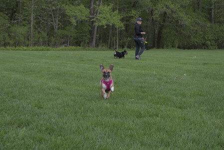 20250510_Dog Park and Cats__DSC0392_.jpg