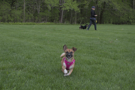 20250510_Dog Park and Cats__DSC0394_.jpg