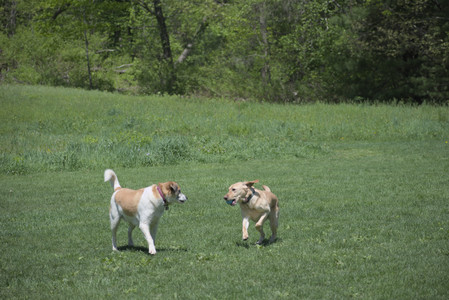 20250511_Dog park and squirrel__DSC0035_.jpg