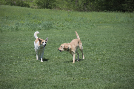 20250511_Dog park and squirrel__DSC0041_.jpg