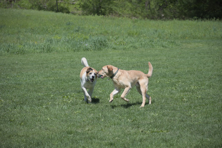 20250511_Dog park and squirrel__DSC0042_.jpg