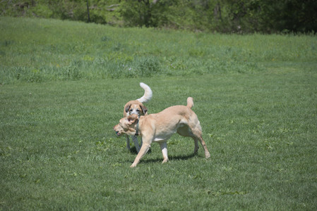 20250511_Dog park and squirrel__DSC0043_.jpg