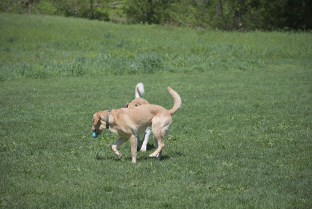 20250511_Dog park and squirrel__DSC0044_.jpg