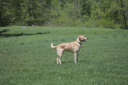 20250511_Dog park and squirrel__DSC0048_.jpg