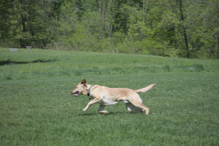 20250511_Dog park and squirrel__DSC0051_.jpg
