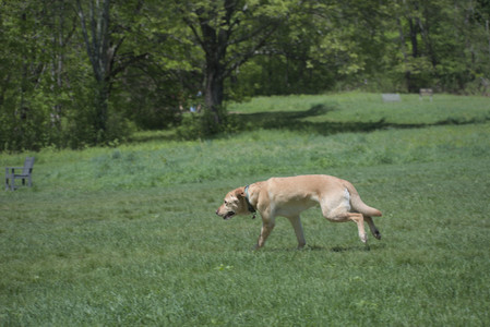 20250511_Dog park and squirrel__DSC0053_.jpg