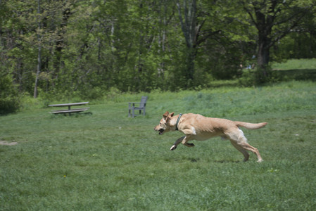 20250511_Dog park and squirrel__DSC0054_.jpg