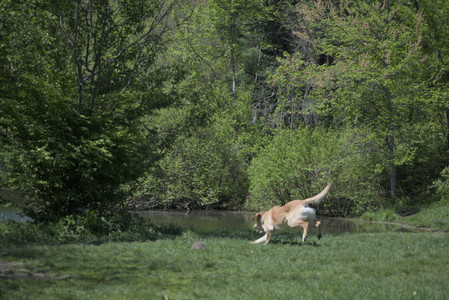 20250511_Dog park and squirrel__DSC0059_.jpg
