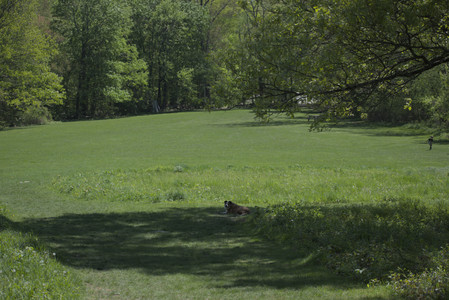 20250511_Dog park and squirrel__DSC0101_.jpg