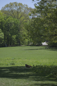 20250511_Dog park and squirrel__DSC0103_.jpg