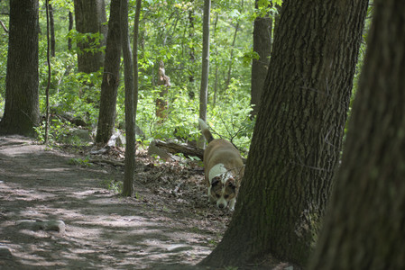 20250511_Dog park and squirrel__DSC0112_.jpg