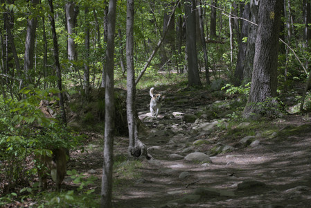 20250511_Dog park and squirrel__DSC0139_.jpg