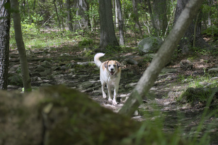 20250511_Dog park and squirrel__DSC0146_.jpg