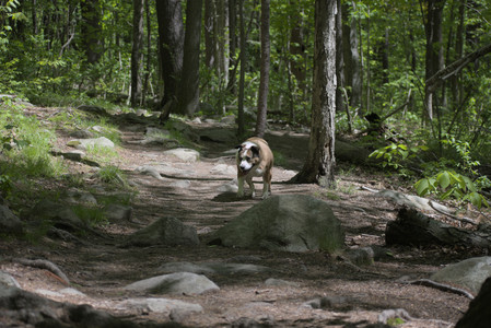 20250511_Dog park and squirrel__DSC0171_.jpg