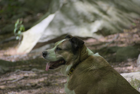 20250511_Dog park and squirrel__DSC0200_.jpg