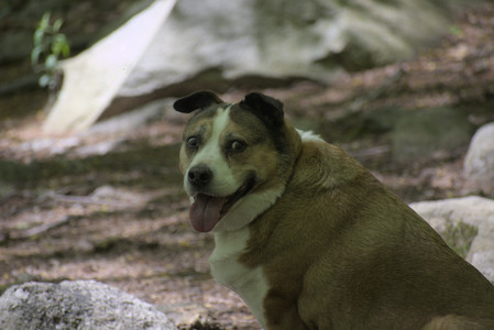 20250511_Dog park and squirrel__DSC0202_.jpg