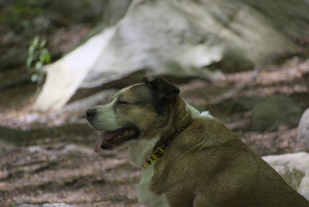 20250511_Dog park and squirrel__DSC0207_.jpg